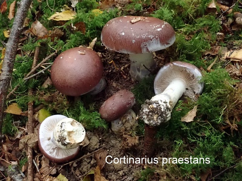 Cortinarius praestans-amf678-2.jpg - Cortinarius praestans ; Syn: Phlegmacium praestans ; Non français: Cortinaire remarquable